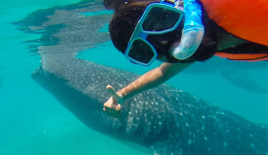 cebu-whale-shark - @visakanv's blog